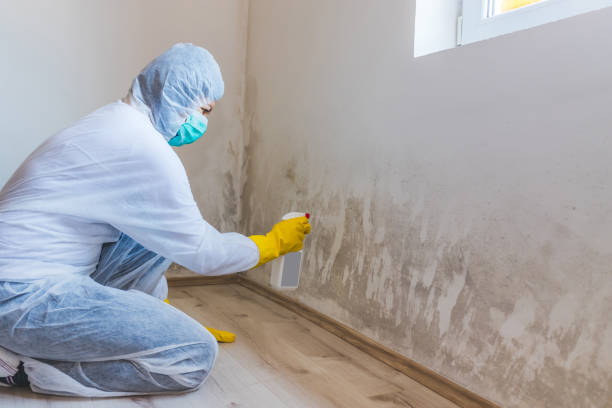 Licensed Mold Cleanup service in Smithfield, VA - WQB Mold Removal